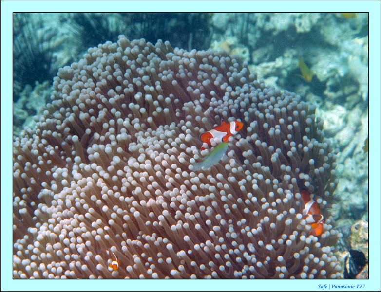 209   07   Sibuan 39